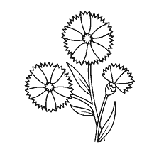 coloring page: Charming flowers of cornflowers for coloring