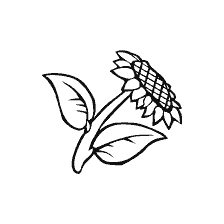 coloring page: Sunflower drawing for coloring