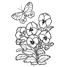 coloring page: Black and white drawing of flowers of panty eye and butterfly