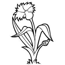 coloring page: Drawing of cornflower flower for coloring