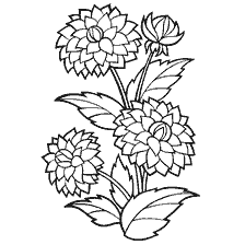 coloring page: Drawn dahlia flowers on coloring book
