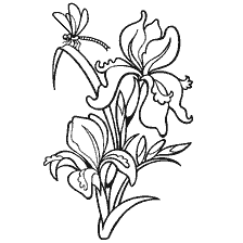 coloring page: Contour coloring of an iris flower with a butterfly