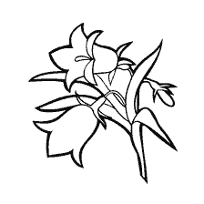 coloring page: Drawing of bell flowers for coloring