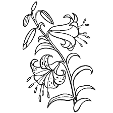 coloring page: Lily contouring