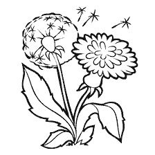 coloring page: Black and white coloring of dandelion flowers