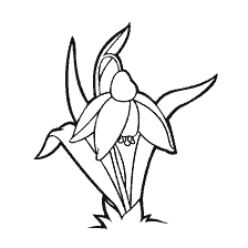 coloring page: Snowdrop - flower coloring