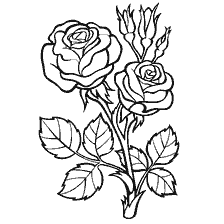 coloring page: Contour drawing of two roses with bud and leaves