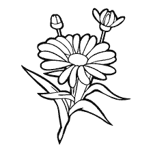 coloring page: Drawing of chamomile flower for coloring
