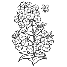 coloring page: Black and white coloring of fluxes with bees