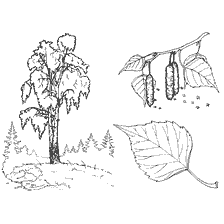 coloring page: Drawing of birch with branch and leaves