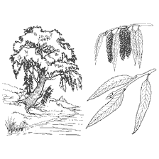 coloring page: Black and white willow coloring with details of leaves and kidneys