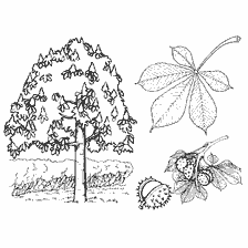 coloring page: Chestnut tree drawing with leaf and fruit