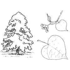 coloring page: Illustration of the linden tree and its leaves
