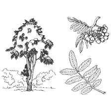 coloring page: Image of a tree with leaves and clusters of berries