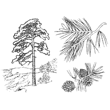 coloring page: Pine tree with branches and cones
