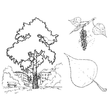 coloring page: Drawing of a poplar tree with leaves and flowers