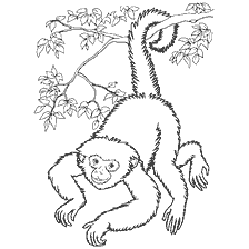 coloring page: Black and white coloring monkey on a branch