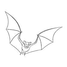 coloring page: Dracula from the Monster on vacation in the form of a bat