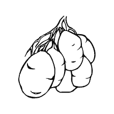 coloring page: Painting vegetables - potato tubers