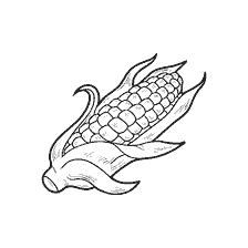 coloring page: Corn vegetable