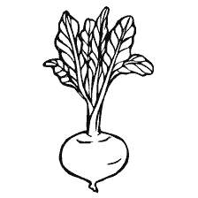 coloring page: Coloring vegetable beets with green leaves