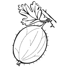 pagina da colorare: Pittura di Gooseberry