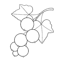 pagina da colorare: Contour colorazione di ribes con bacche e foglie