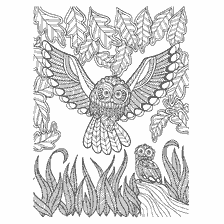 coloring page: Coloring for adults anti-stress with owls