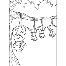 coloring page: Drawing of possums hanging on a tree branch