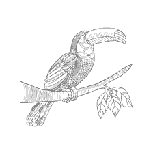 kolorowanka: Kolorowanki antystresowe - Toucan na gałęzi