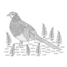 kolorowanka: Kolorowanki dla dorosłych anty-stres Pheasant
