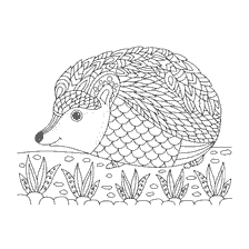 kleurplaat: Anti-stress kleuren boek voor volwassenen met een egel afbeelding