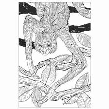 kleurplaat: Kleuren anti-stress met een luiaard op een boom