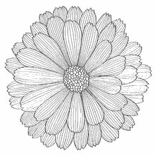 kleurplaat: Kleurende anti-stress bloem met gedetailleerde bloemblaadjes