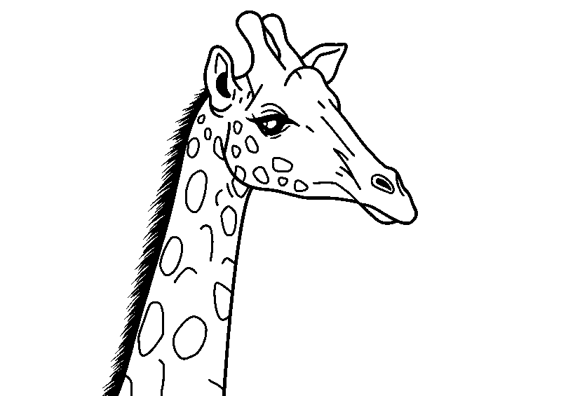 Jirafa con cuello largo y manchas dibujo para colorear