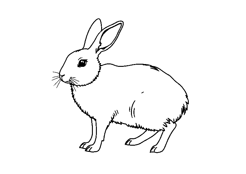 Hoppel the rabbit hopping coloring page