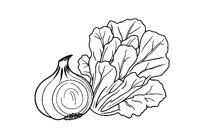 Cebolla y lechuga frescas dibujo para colorear