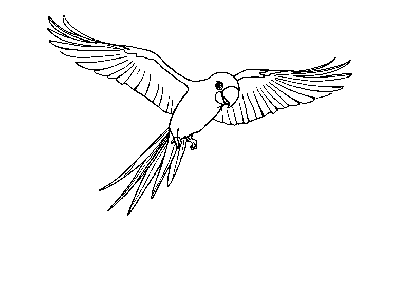 Perroquet En Vol Ailé coloriage